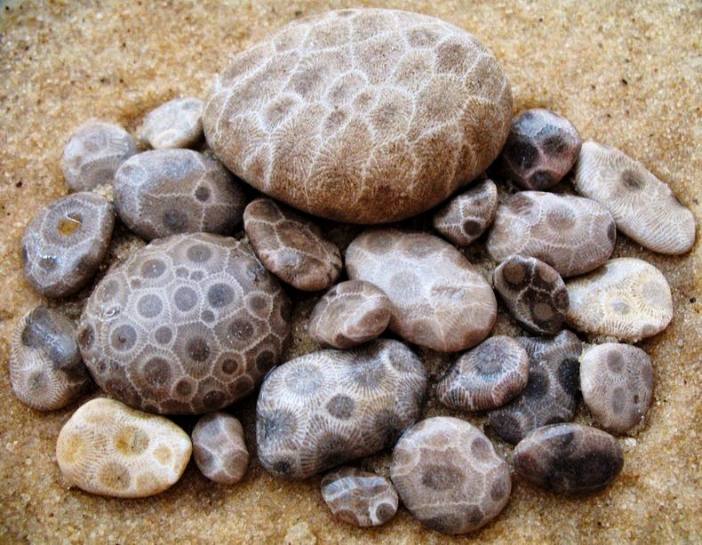 What Is Petoskey Stone, and Where Can You Find It?